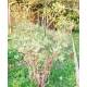 Tuteur à Cerceau PM Réglable Treillis de Jardin Guide pour Fleurs Plantes Extérieur en Fer Forgé Gris Anthracite