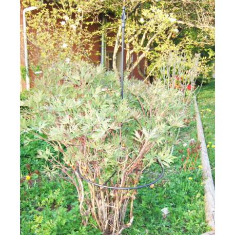 Tuteur à Cerceau PM Réglable Treillis de Jardin Guide pour Fleurs Plantes Extérieur en Fer Forgé Gris Anthracite