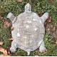 Pas Japonais Motif Tortue Décoration de Jardin en Fonte Patinée Grise 2x25,50x31cm