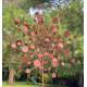 Magnifique Eolienne Double Hélices Tuteur Mobile de Jardin en Acier Oxydé 23x65x212cm