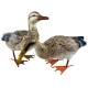 Canard Ben en Acier Coloré Animal de Jardin Décoration Extérieur Style Campagne 19x34x41cm
