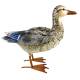Canard Ben en Acier Coloré Animal de Jardin Décoration Extérieur Style Campagne 19x34x41cm