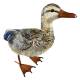 Canard Ben en Acier Coloré Animal de Jardin Décoration Extérieur Style Campagne 19x34x41cm