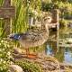Canard Ben en Acier Coloré Animal de Jardin Décoration Extérieur Style Campagne 19x34x41cm